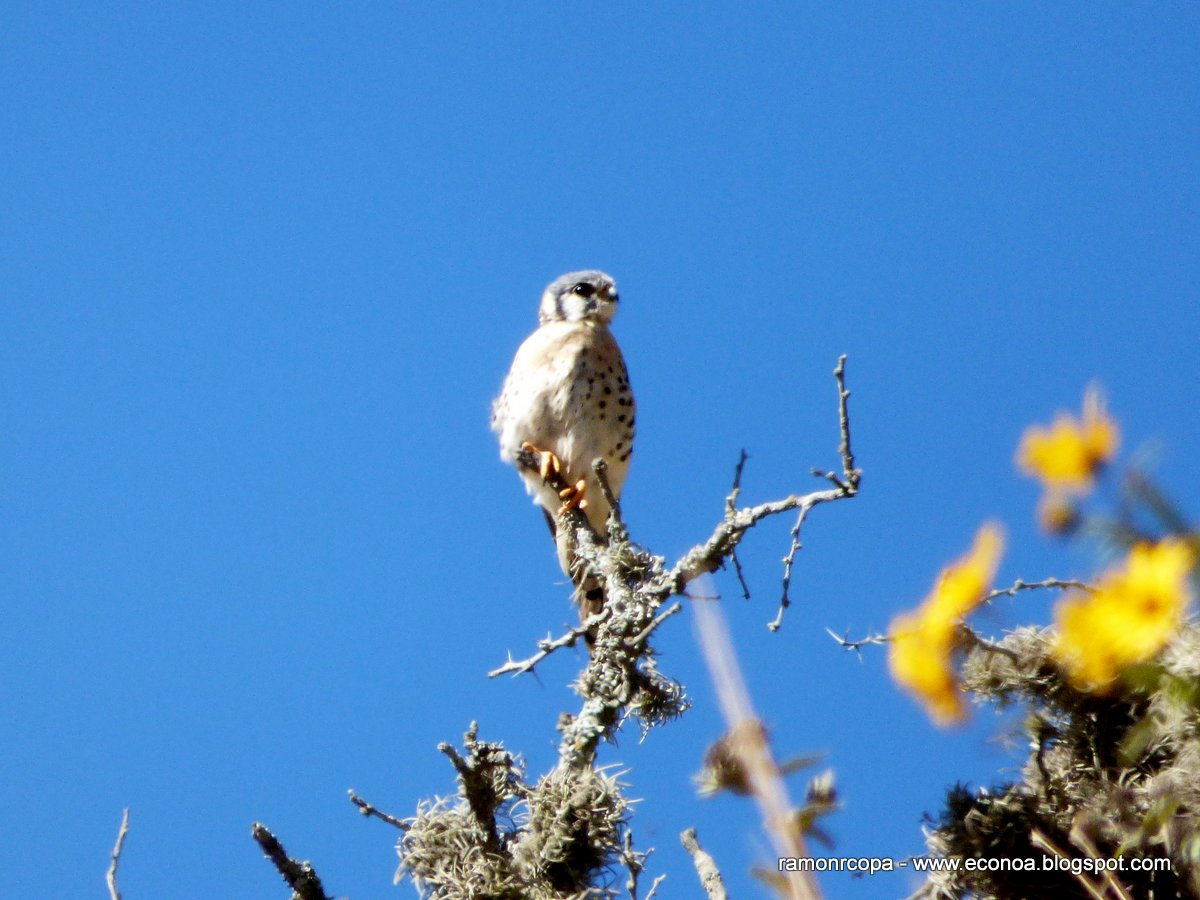 Photo Halconcito Colorado