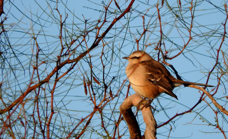 Photo Calandria Grande