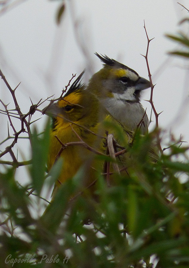 Foto Cardenal Amarillo