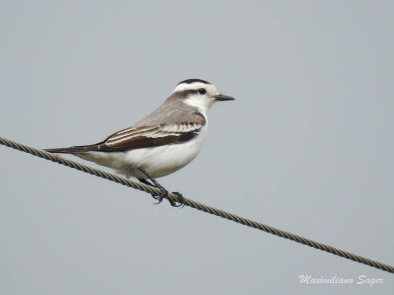 Foto Monjita Coronada