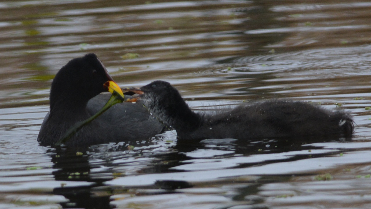 Photo Gallareta Escudete Rojo