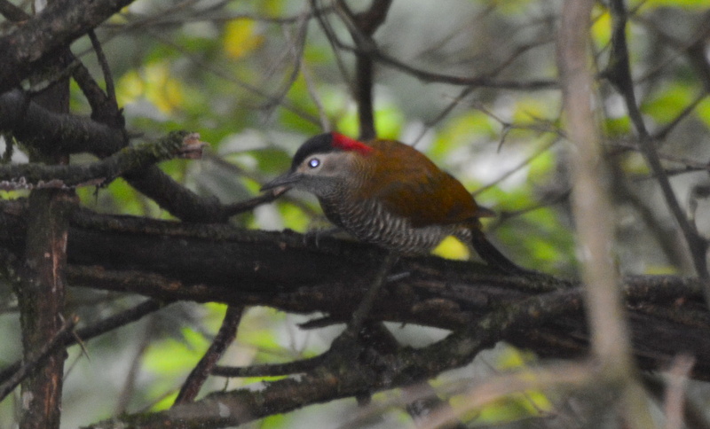 Photo Carpintero Dorado Gris