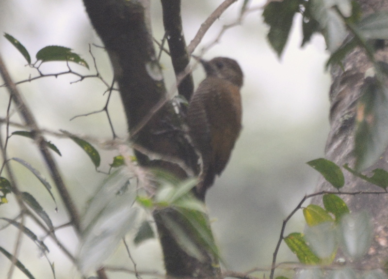 Photo Carpintero Oliva Yungueño