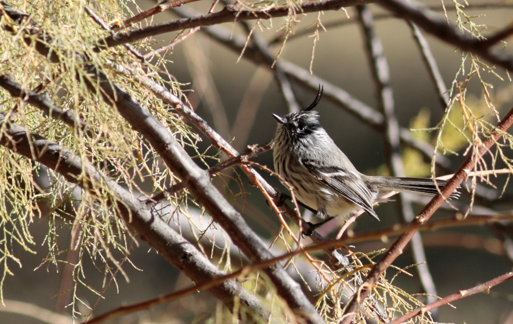 Foto Cachudito Pico Negro