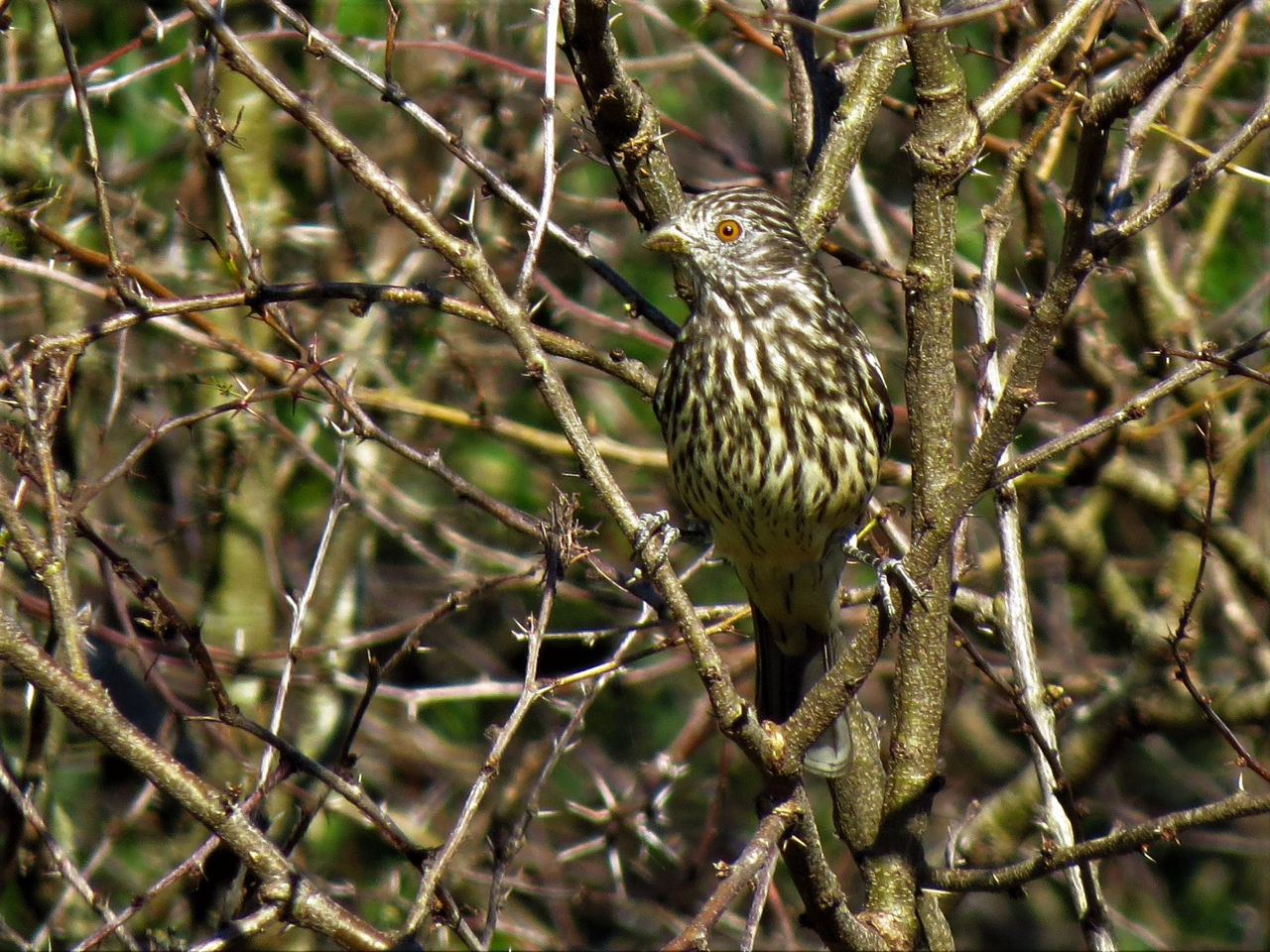 Cortarramas (Phytotoma rutila)