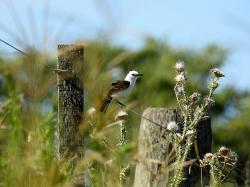 Ícono de la especie