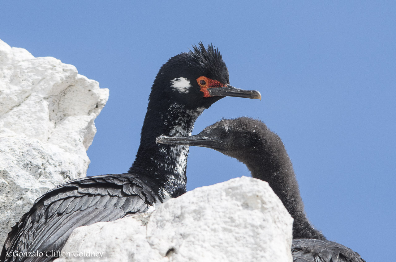 Foto Cormorán Cuello Negro