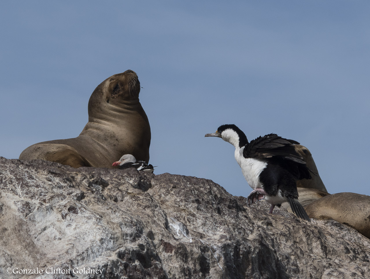 Photo Cormorán Imperial
