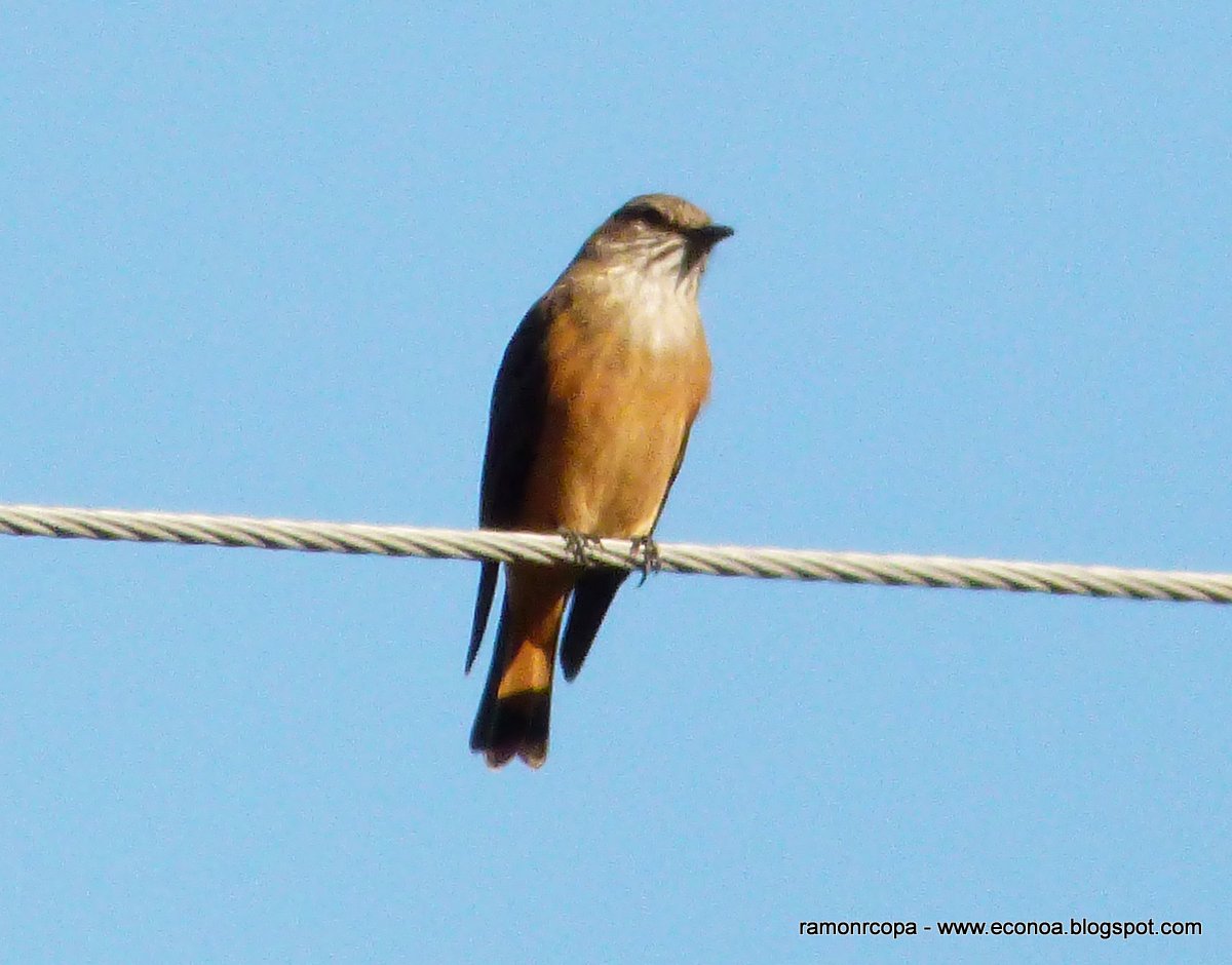 Photo Birro Grande