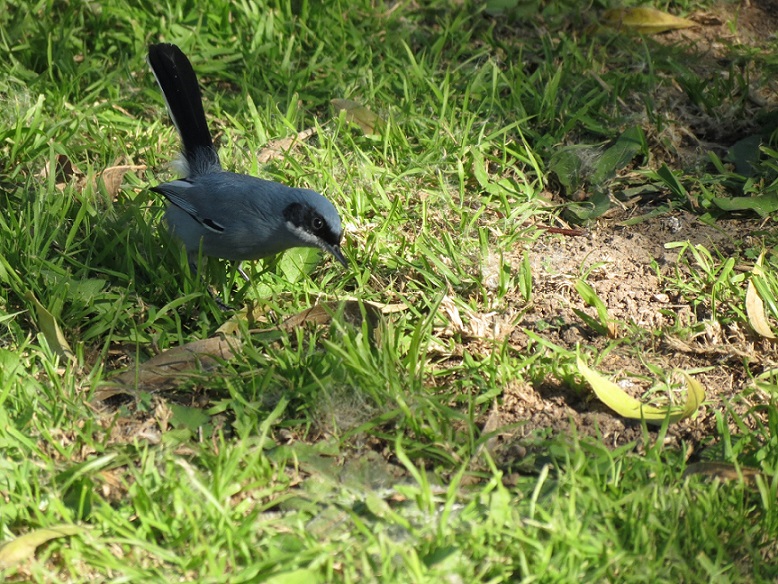 Foto Tacuarita Azul