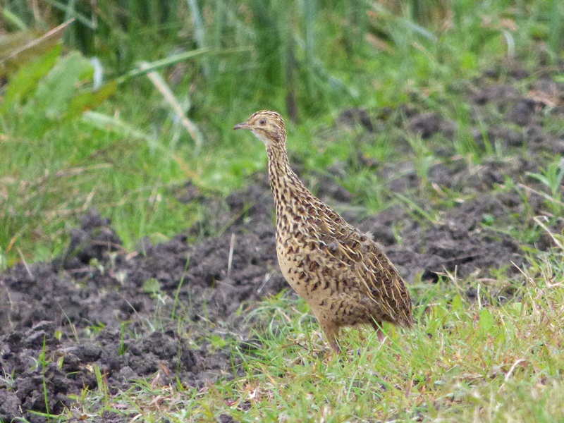 Photo Inambú Común