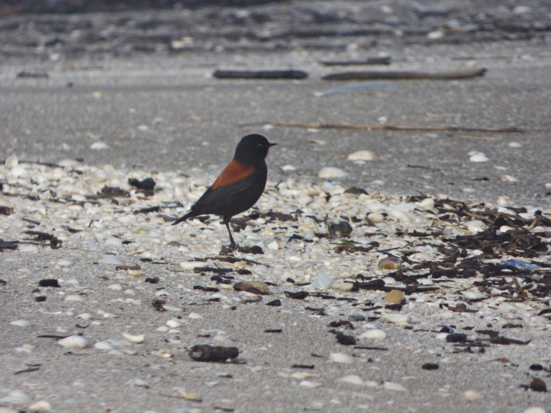 Foto Sobrepuesto Común