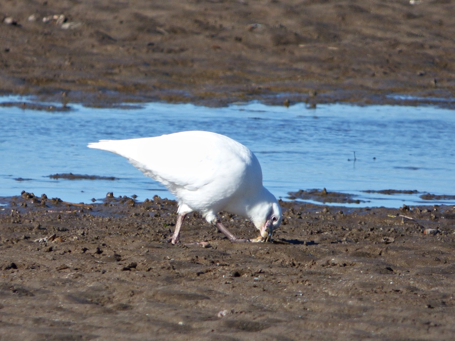 Foto Paloma Antártica