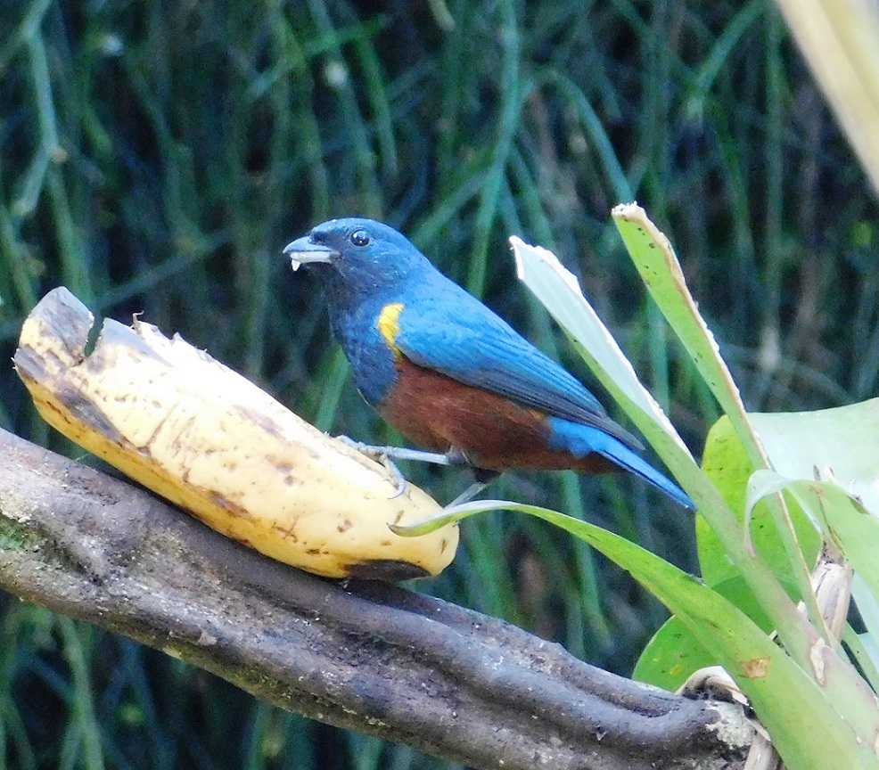 Foto Tangará Alcalde