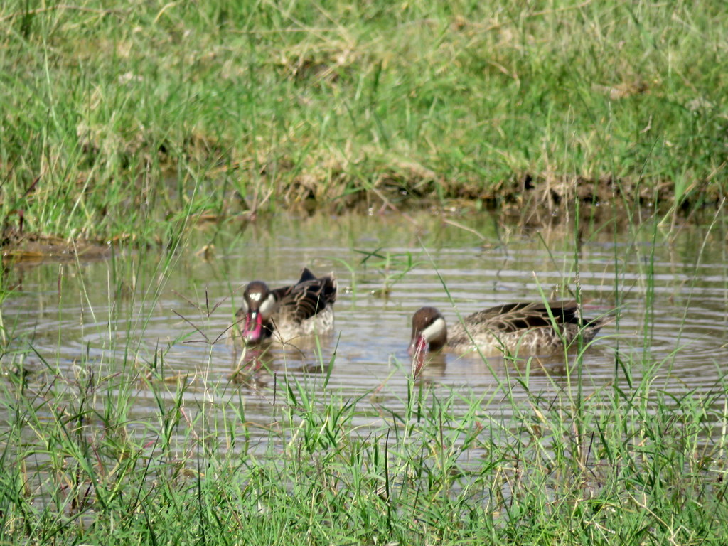 Foto Ánade Piquirrojo