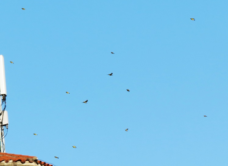 Foto Cabecitanegra Común