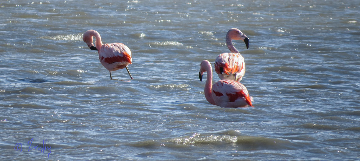 Foto Flamenco Austral