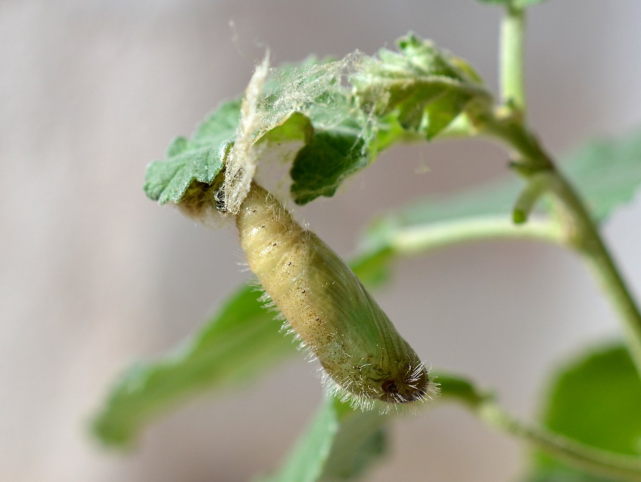 Photo Blanca Lomo Negro
