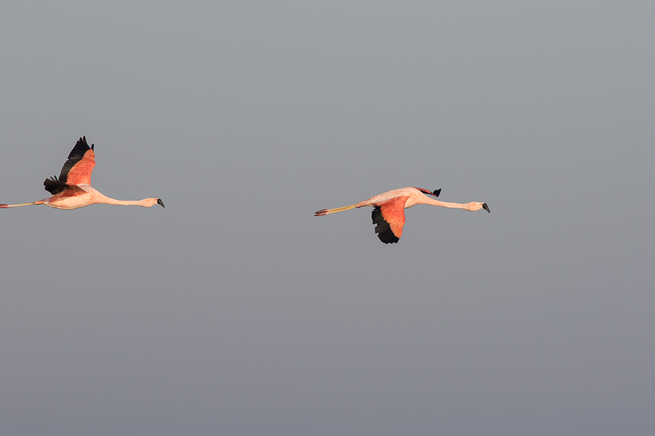 Photo Flamenco Austral