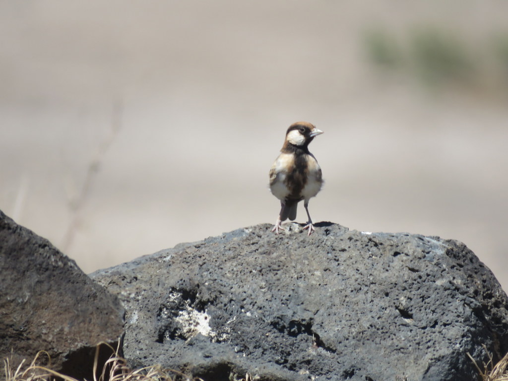 Foto Terrera Cariblanca