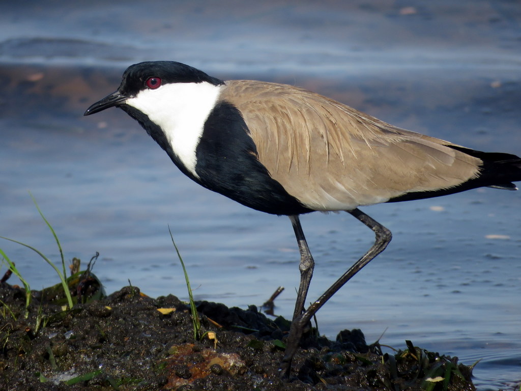 Foto Avefría Espinosa