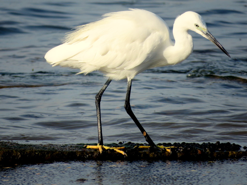 Photo Garceta Común