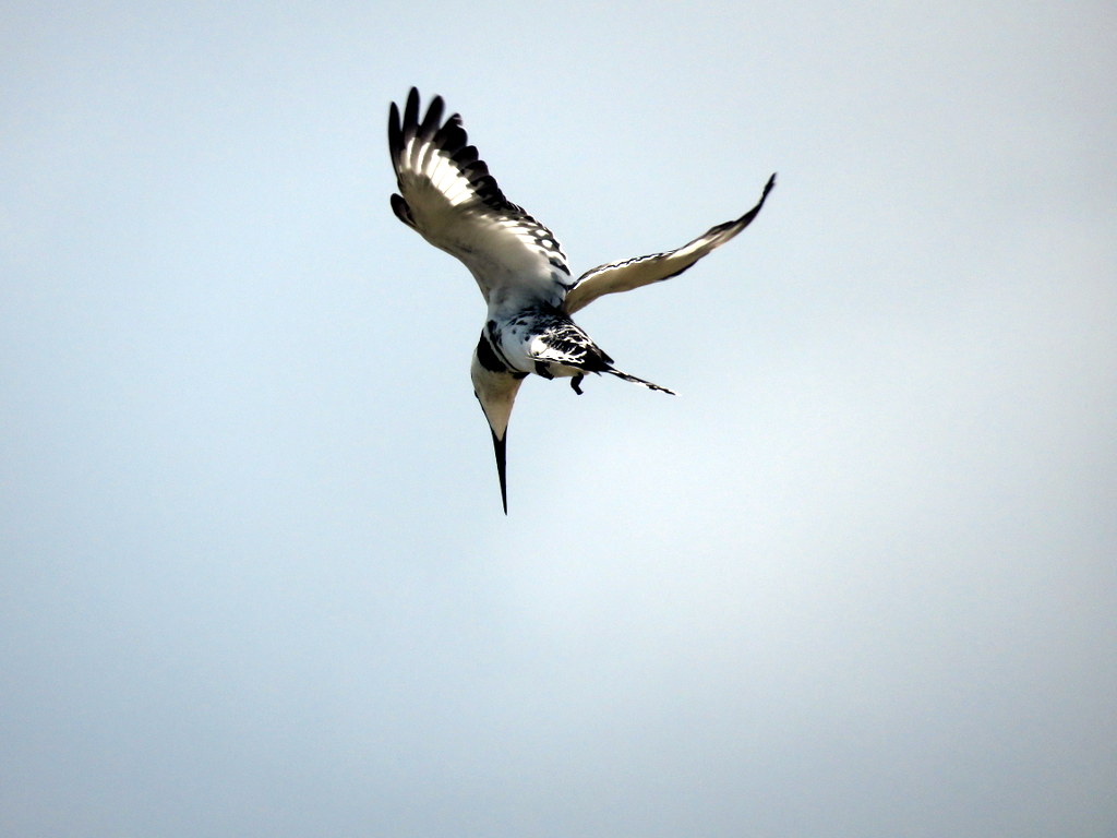 Photo Martín Pescador Pío