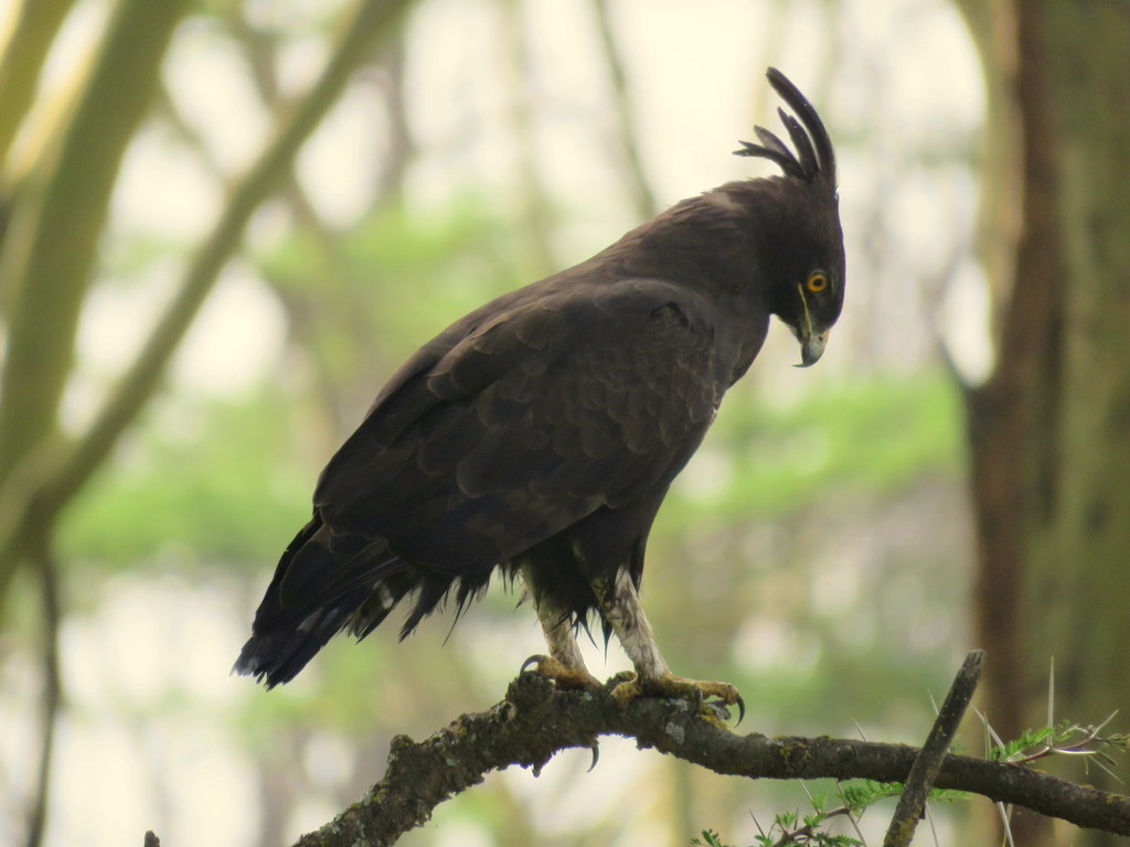 Foto Aguila Crestilarga