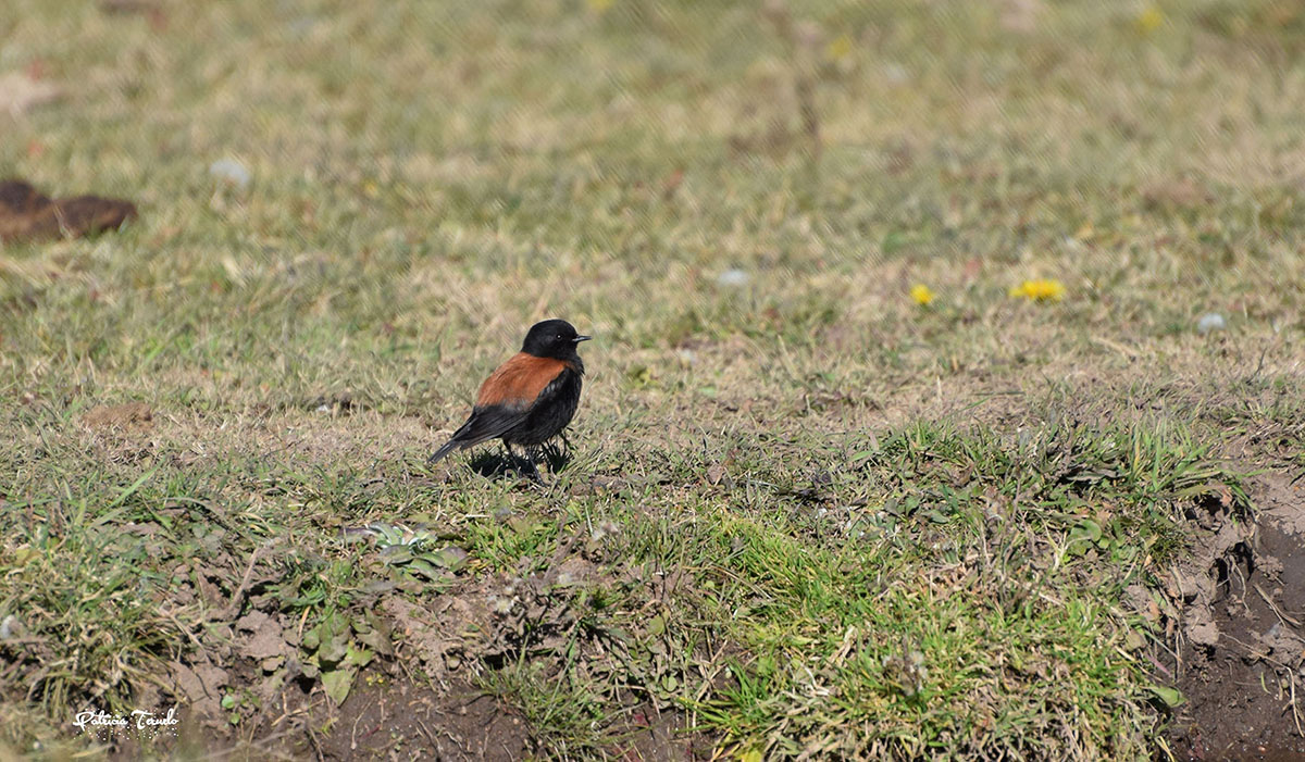 Foto Sobrepuesto Común