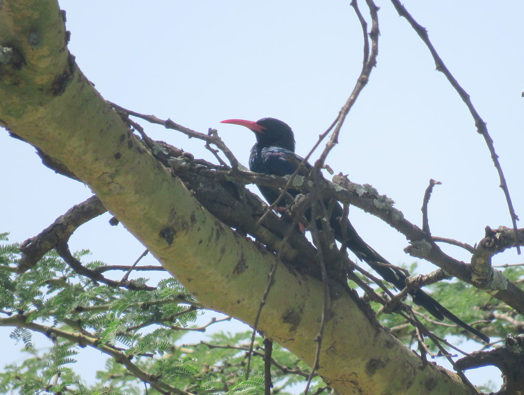 Foto Abubilla-arbórea Verde