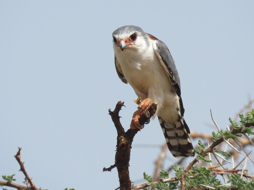 Foto Halconcito Africano