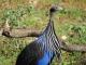 Vulturine Guineafowl ()