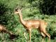 Gerenuk ()