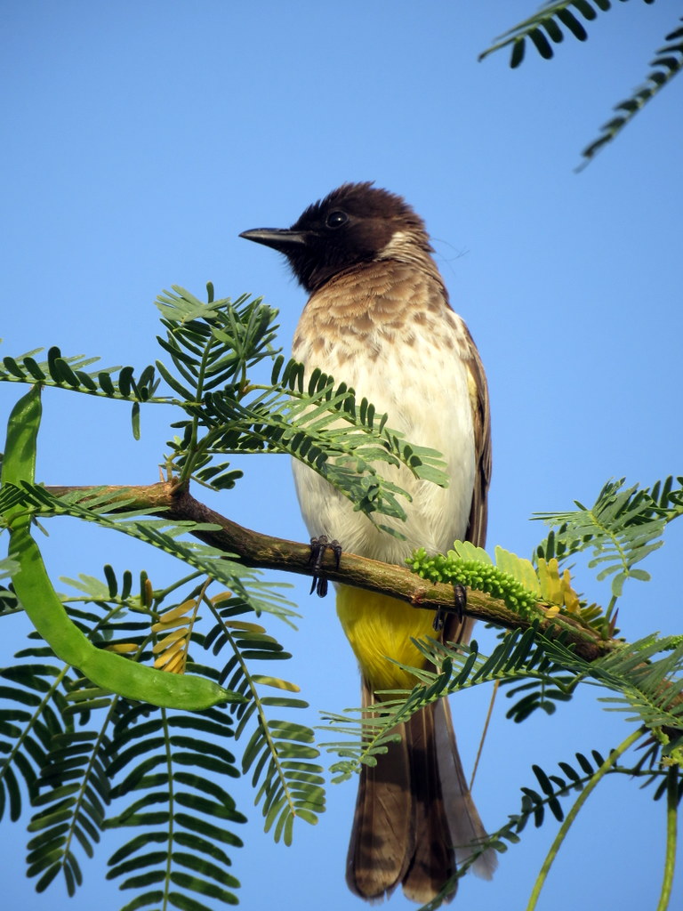Foto Bulbul Naranjero