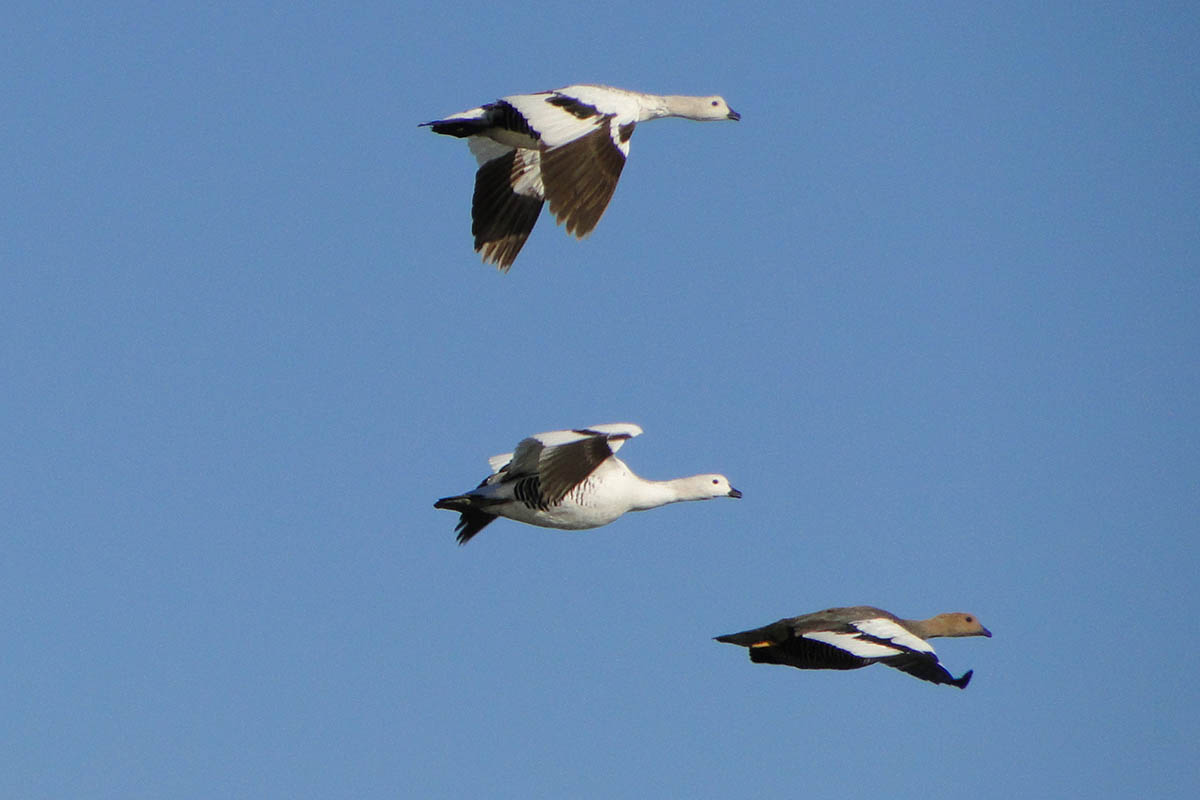 Foto Cauquén Común