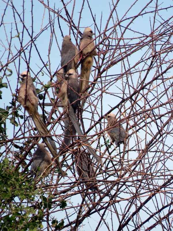 Foto Pájaro Ratón Cabeciblanco