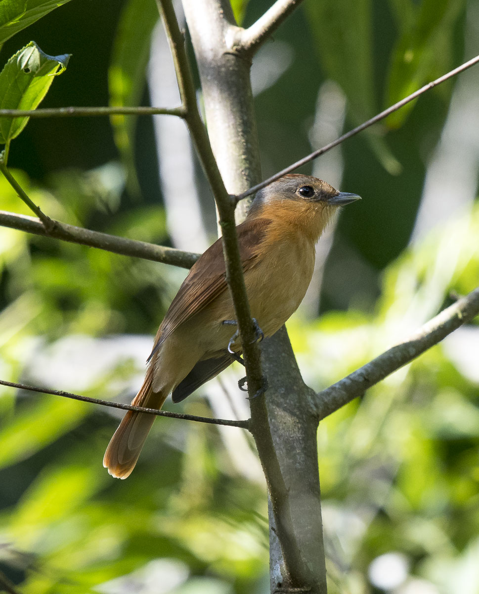 Photo Anambé Castaño