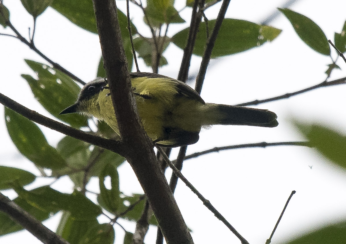 Photo Benteveo Chico