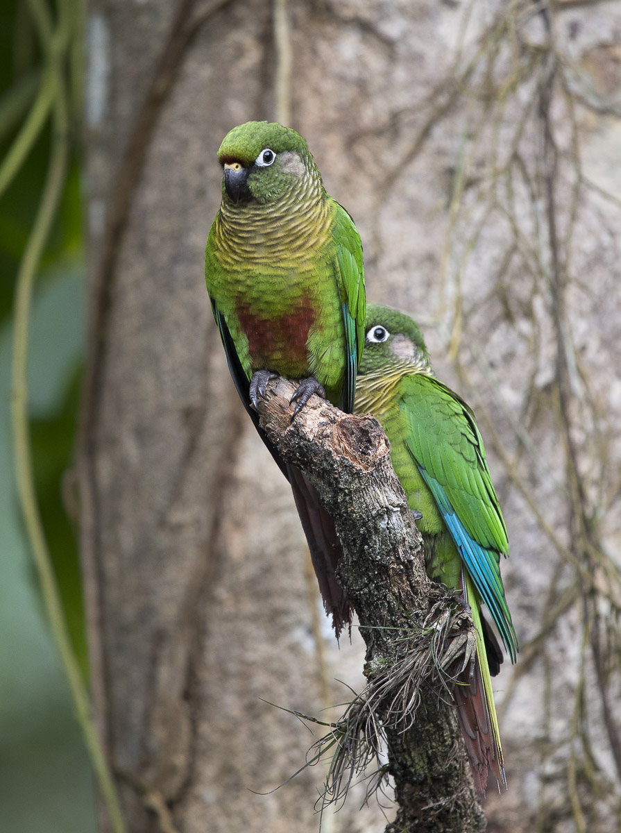 Foto Chiripepé Cabeza Verde