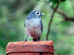 Foto Papamoscas Pizarroso de Ojos Blancos