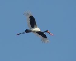 Foto Jabirú Africano