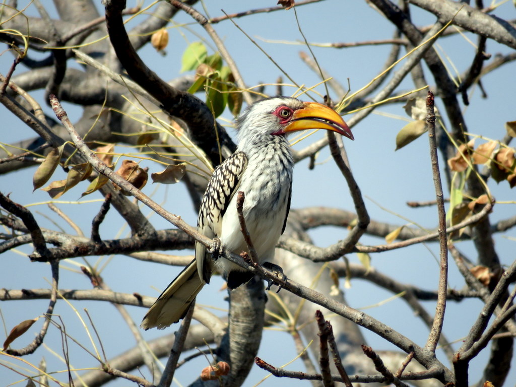 Foto Toco Piquigualdo Sureño