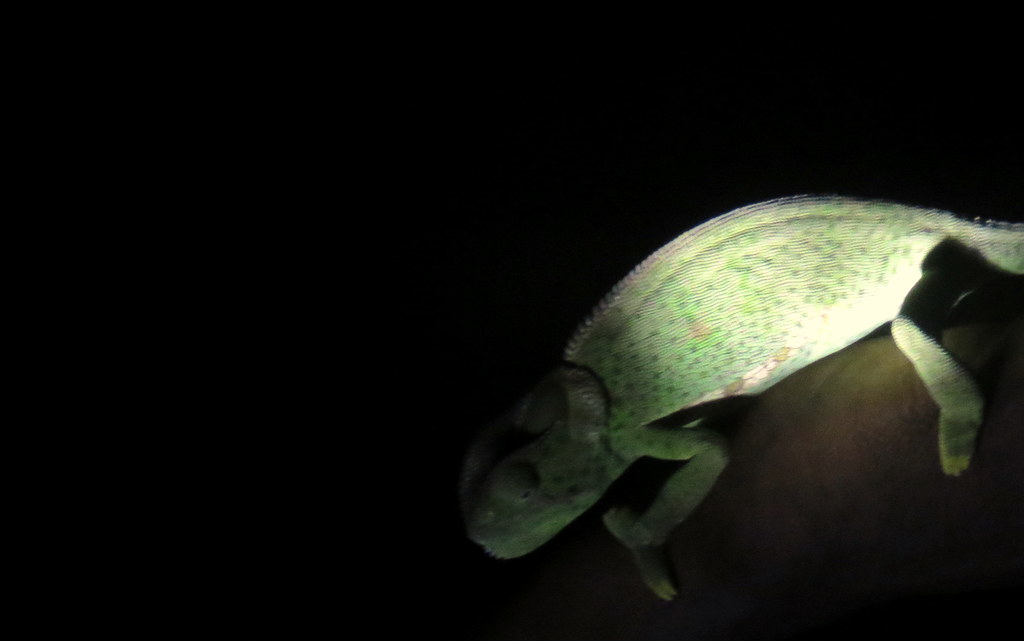 Foto Camaleón Orejero