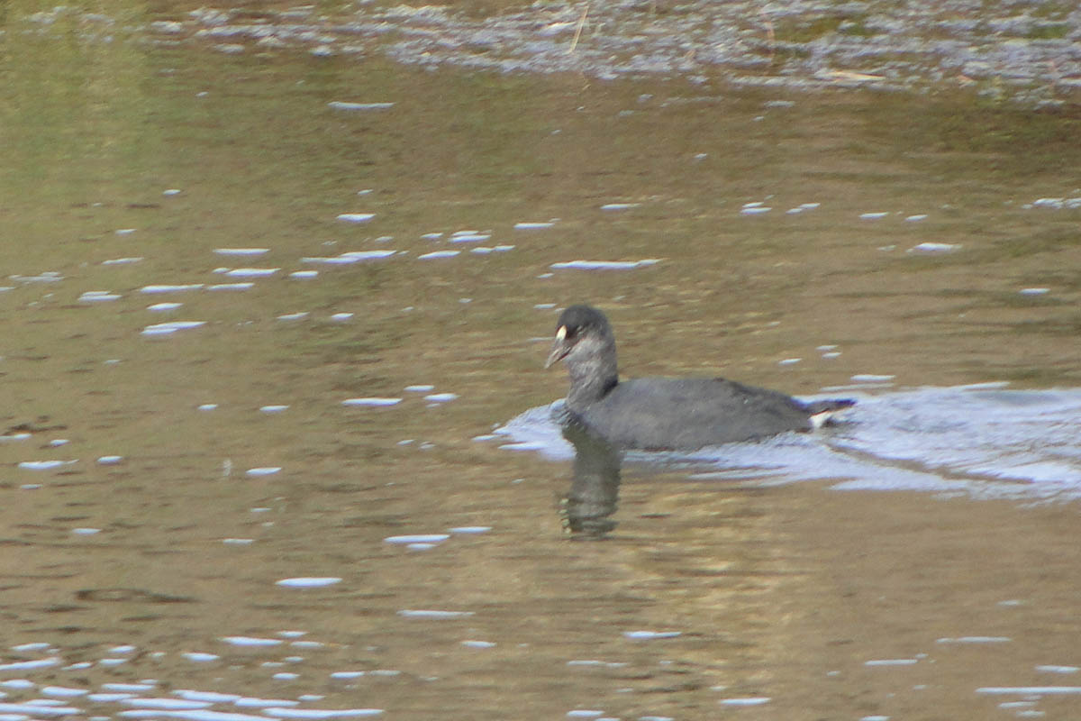 Foto Gallareta Chica