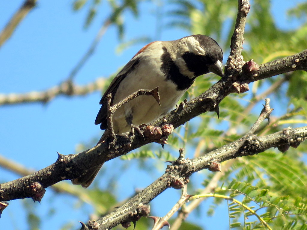 Foto Gorrión de El Cabo