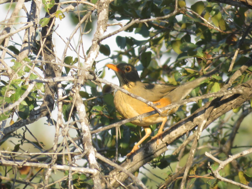 Foto Zorzal de Kurrichane