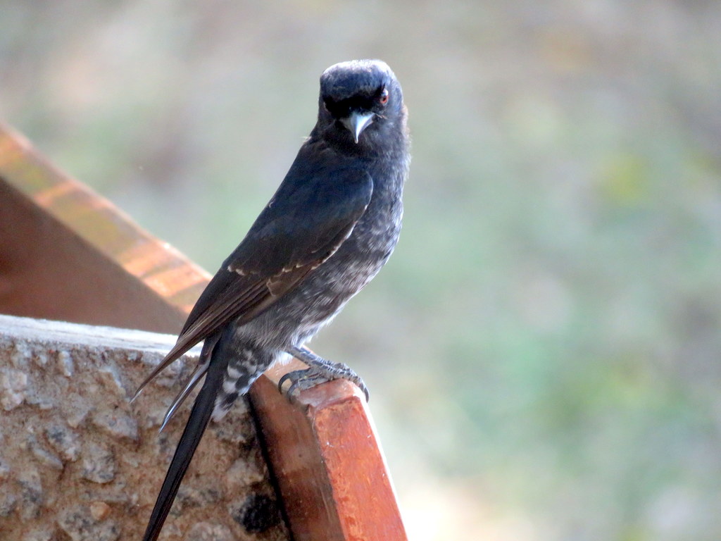 Foto Drongo de Ludwig