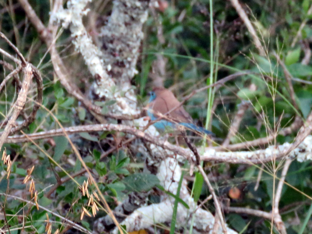 Foto Azulito Angoleño