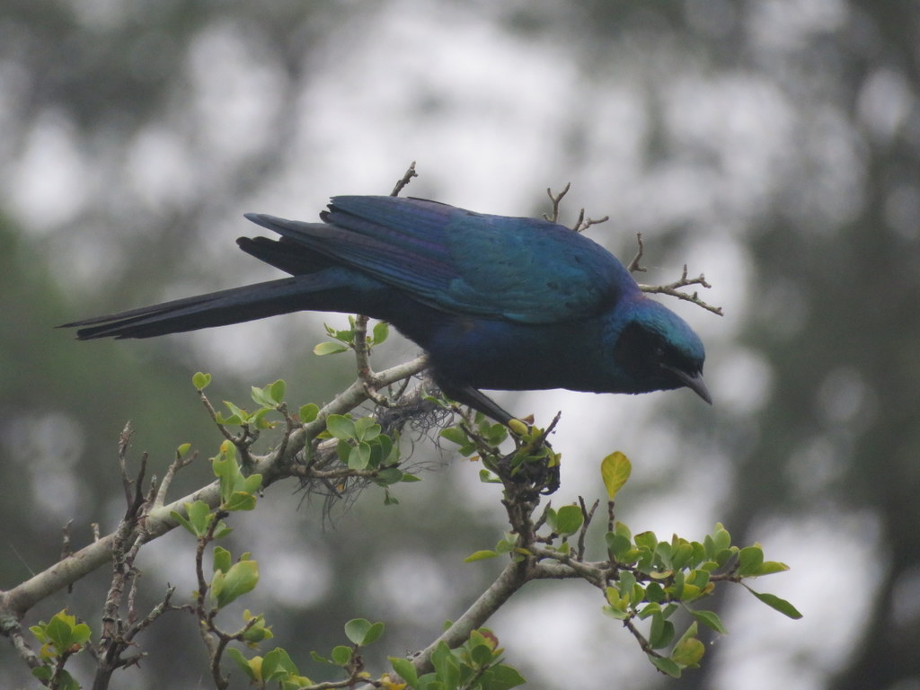 Foto Estornino de Burchell