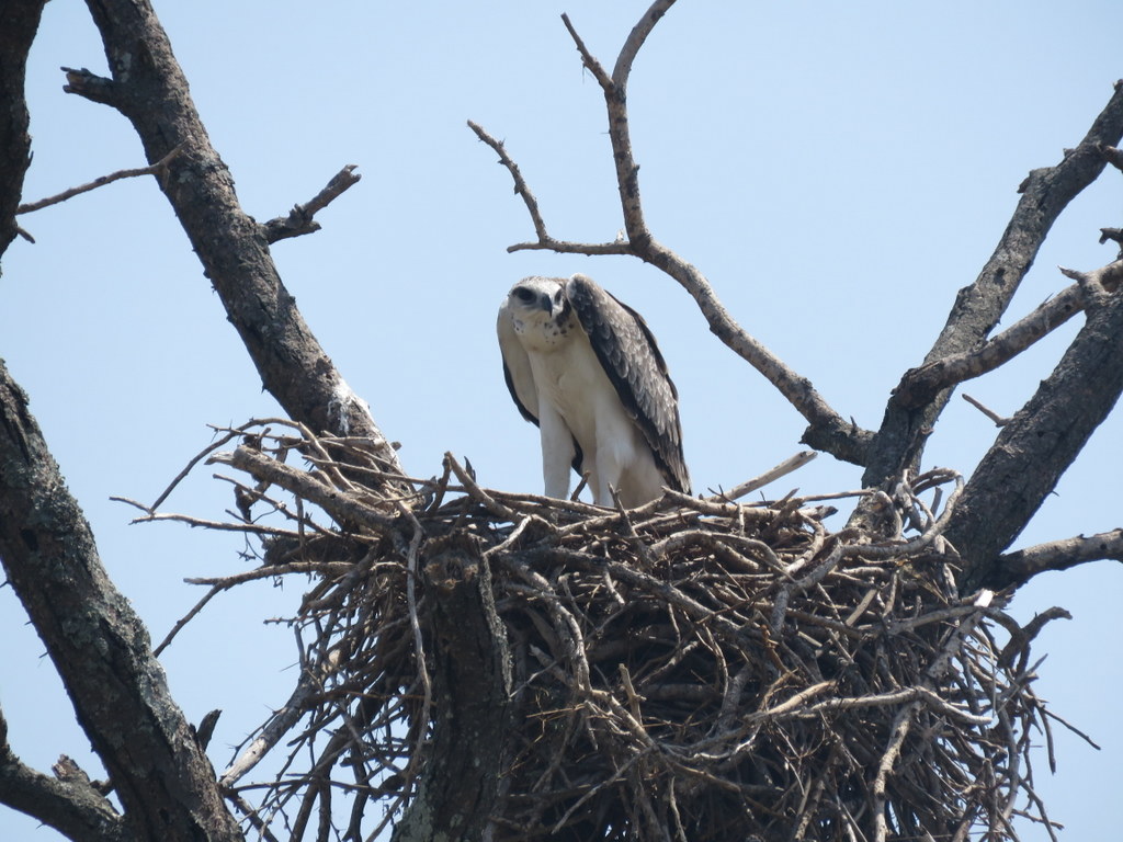 Foto Águila Marcial